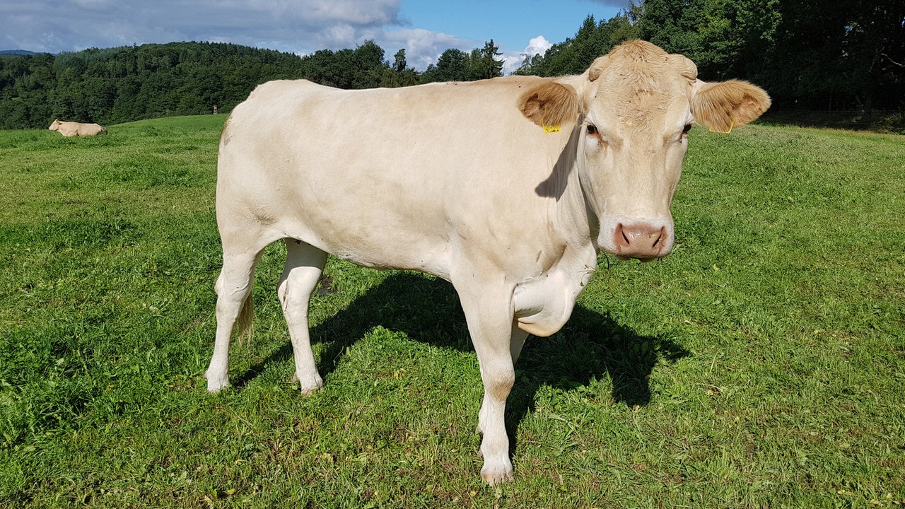 Eine Kuh der Sorte Blonde, d' Aquitaine 