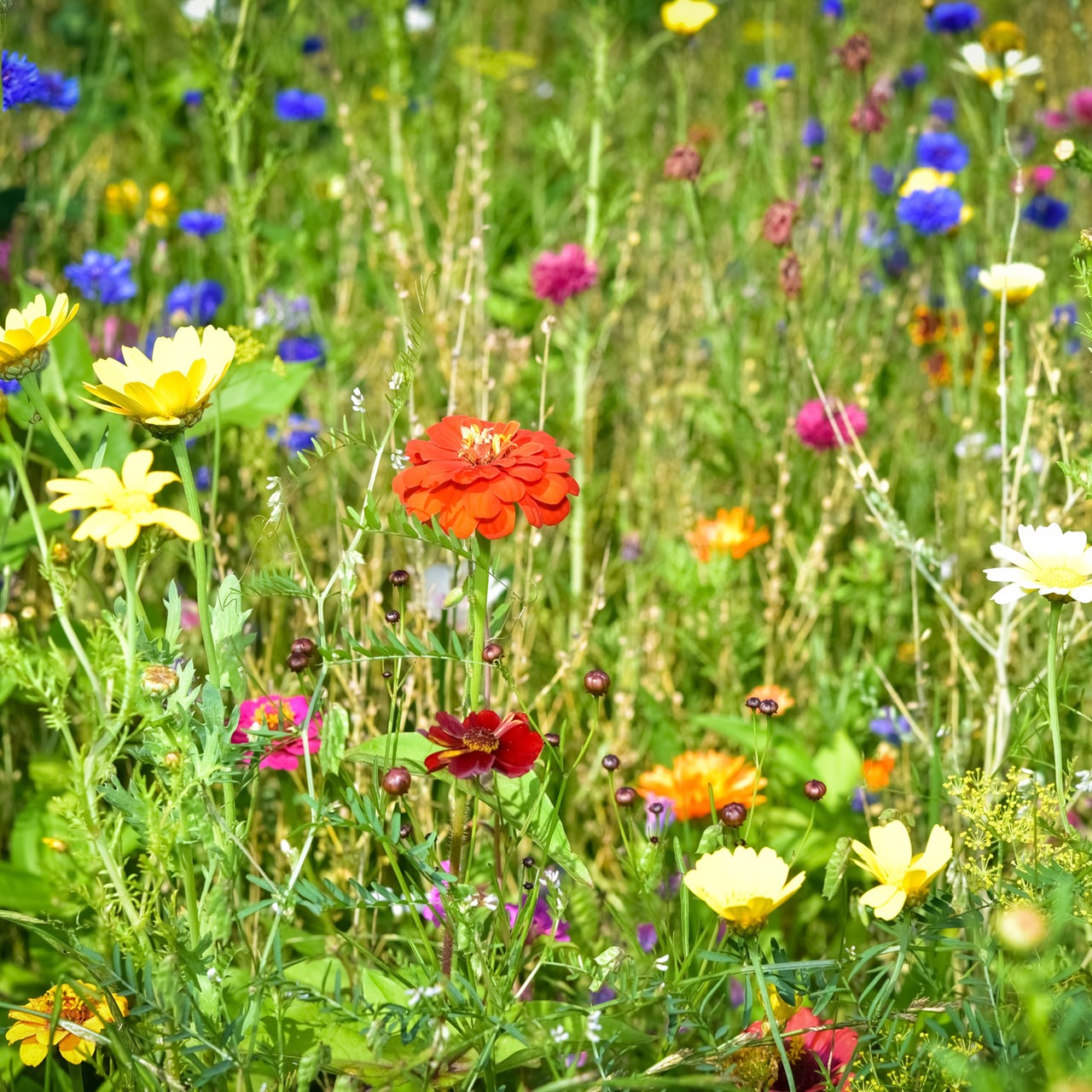 Maßnahmen zur Verbesserung der Biodiversität und Pflanzenvielfalt im Ackerbau, Landwirte säen Wildblumenmischungen an Feldrändern und speziell dafür liegengelassenen Freiflächen aus. Landwirtschaftliches Symbolfoto.