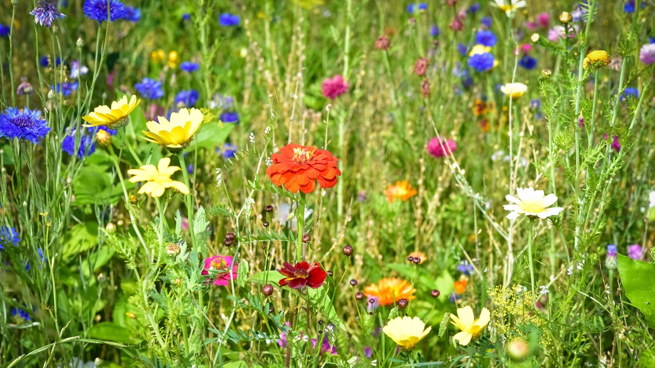 Maßnahmen zur Verbesserung der Biodiversität und Pflanzenvielfalt im Ackerbau, Landwirte säen Wildblumenmischungen an Feldrändern und speziell dafür liegengelassenen Freiflächen aus. Landwirtschaftliches Symbolfoto.