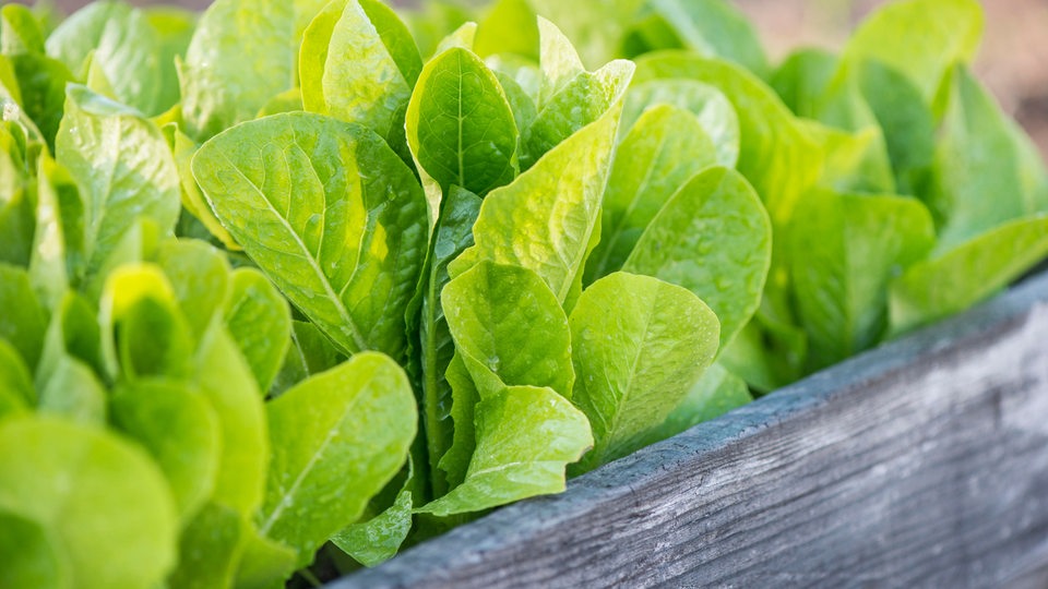 Pflücksalat