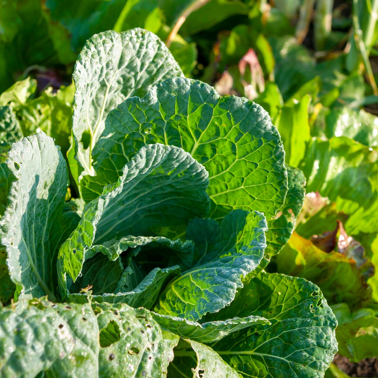 Wirsingkohl im Beet