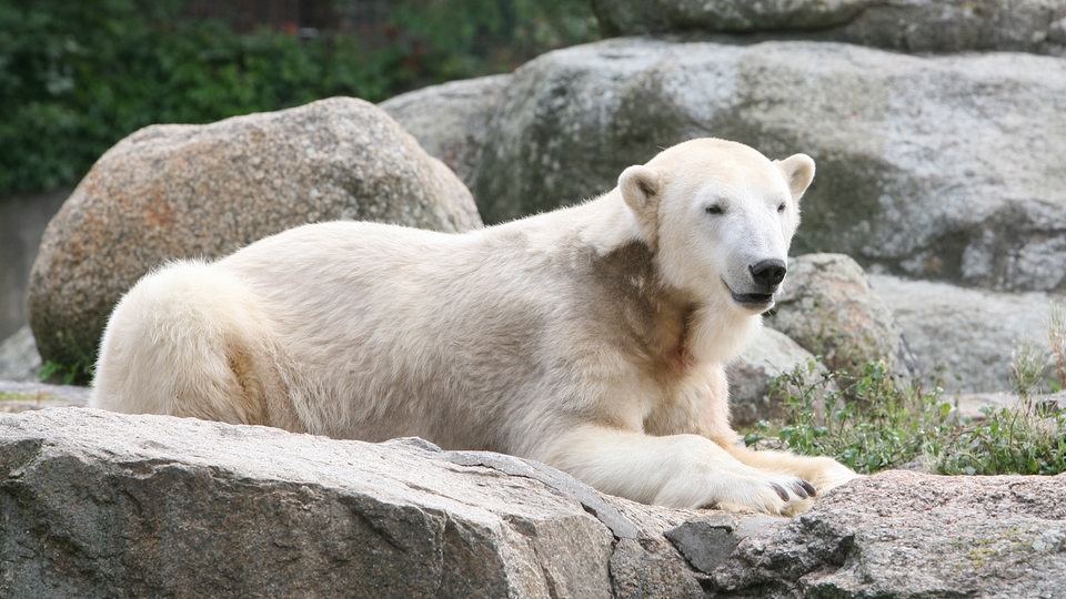 Eisbär Knut in seinem Gehege im Berliner Zoo (2010)