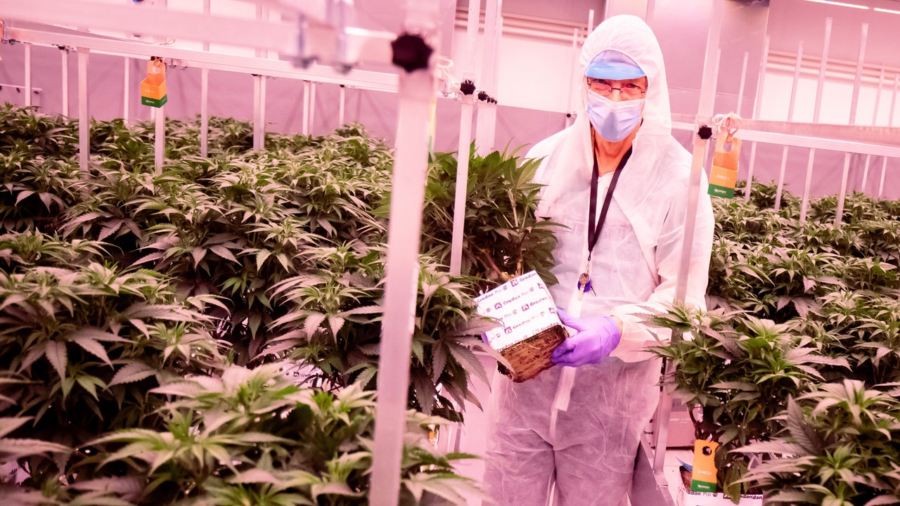 Ein Mann im Schutzanzug steht zwischen Cannabisplanzen im Blühraum einer Produktionsanlage für medizinisches Cannabis. 