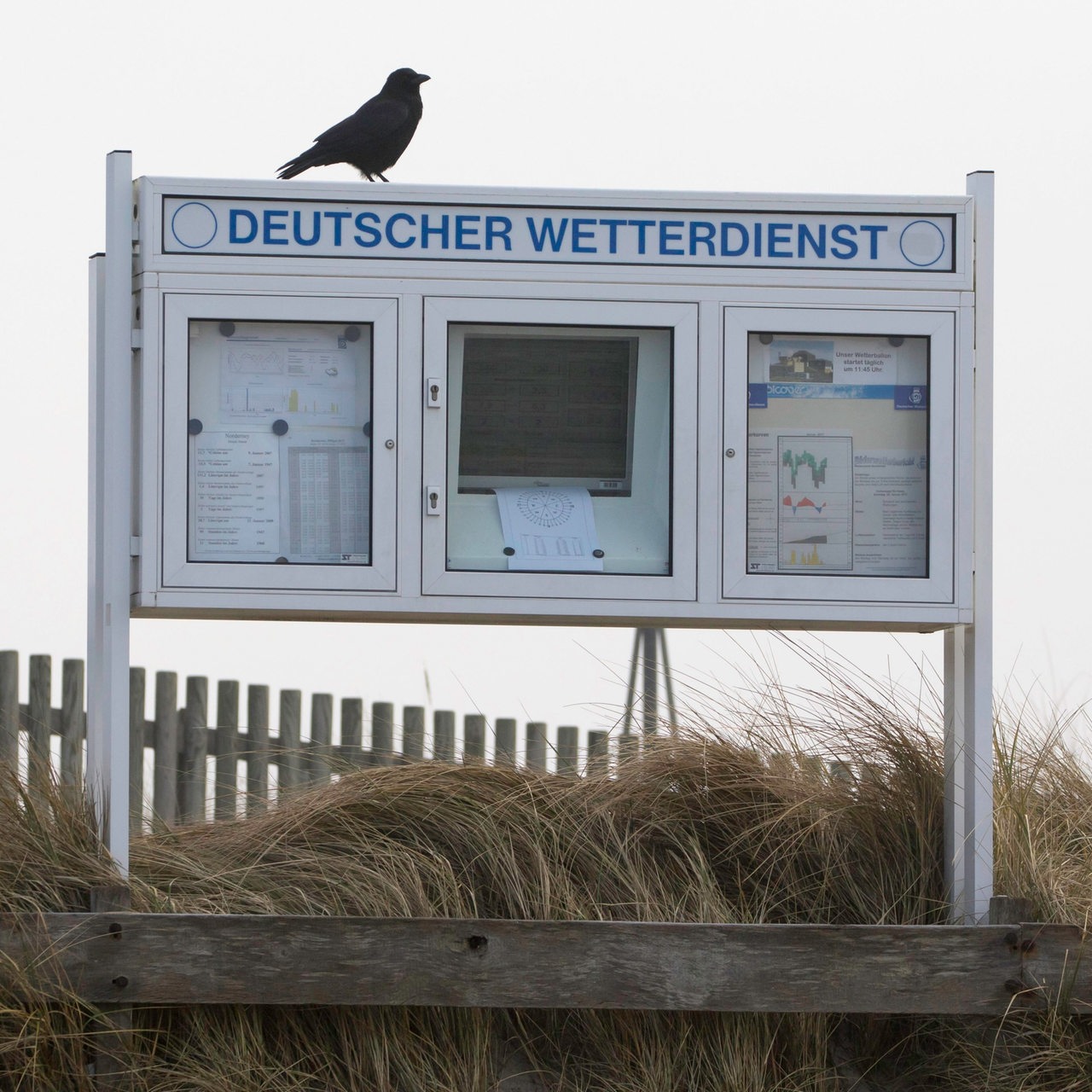 Eine Krähe auf einem Infokasten des Deutschen Wetterdienstes