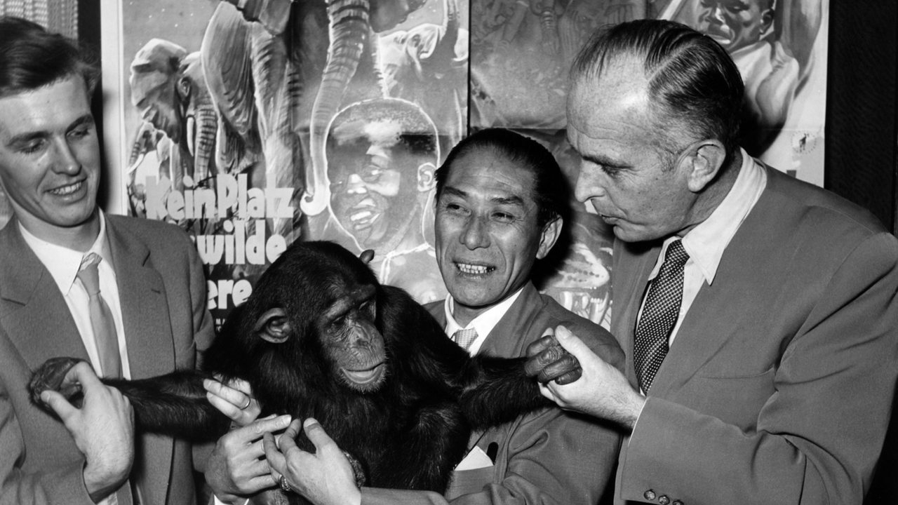 Dr. Bernhard Grzimek, N. Watanabe, Sohn Michael stehen 1956 mit Schimpanse Gogo vor einem Filmplakat (Archivbild)