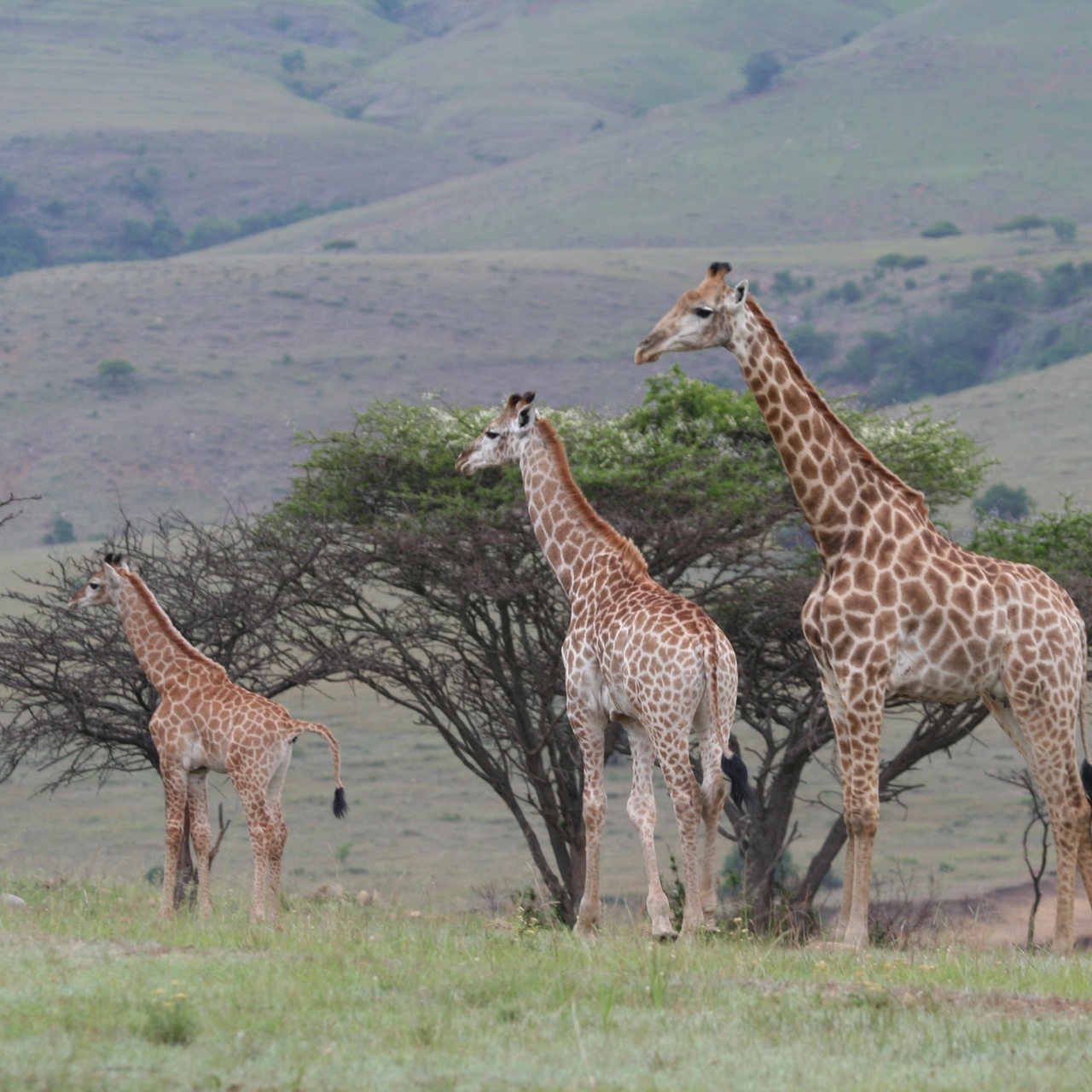 Giraffen im Krüger Nationalpark in Südafrika