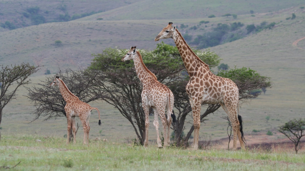 Giraffen im Krüger Nationalpark in Südafrika