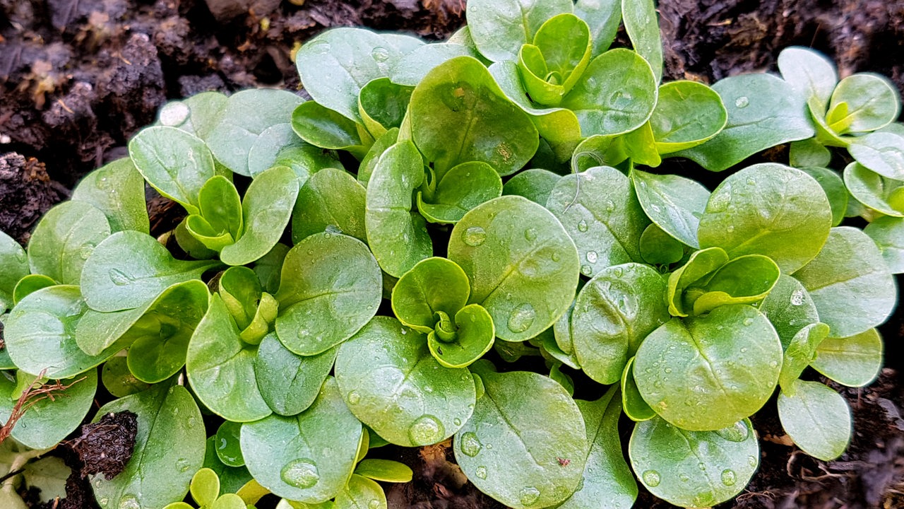 Feldsalat anbauen im Garten und auf dem Balkon - Bremen Eins