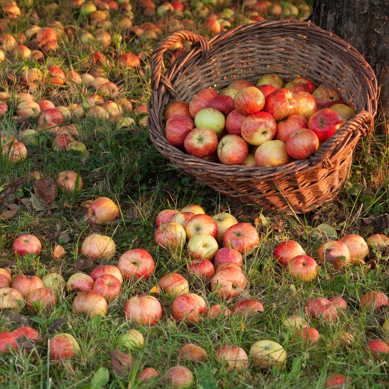 Korb mit Äpfeln im Garten