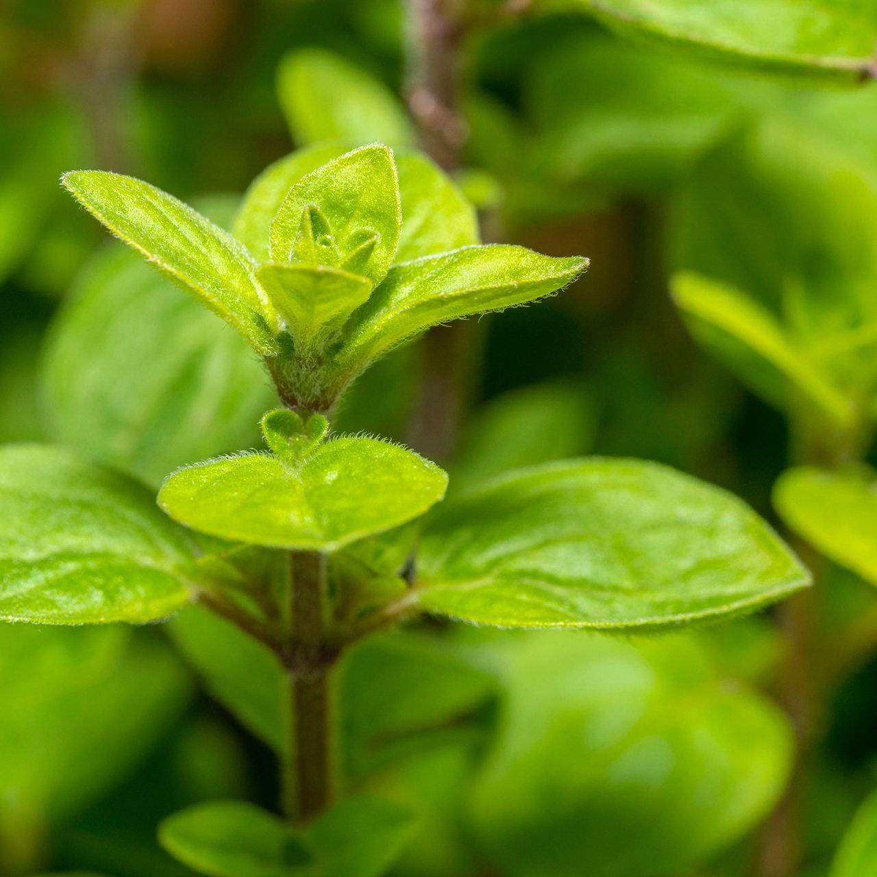 Oregano vom Nahen