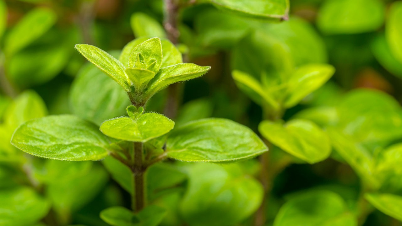 Oregano vom Nahen