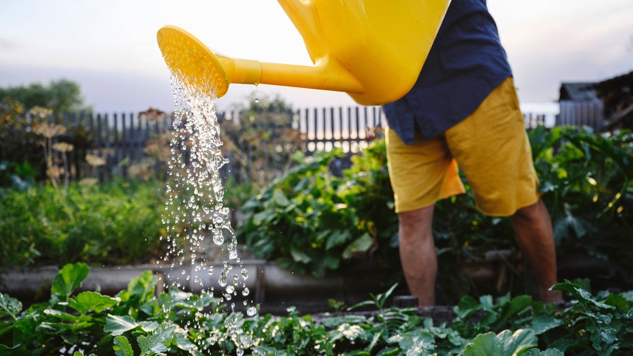 Mann wässert Pflanzen mit gelber Gießkanne