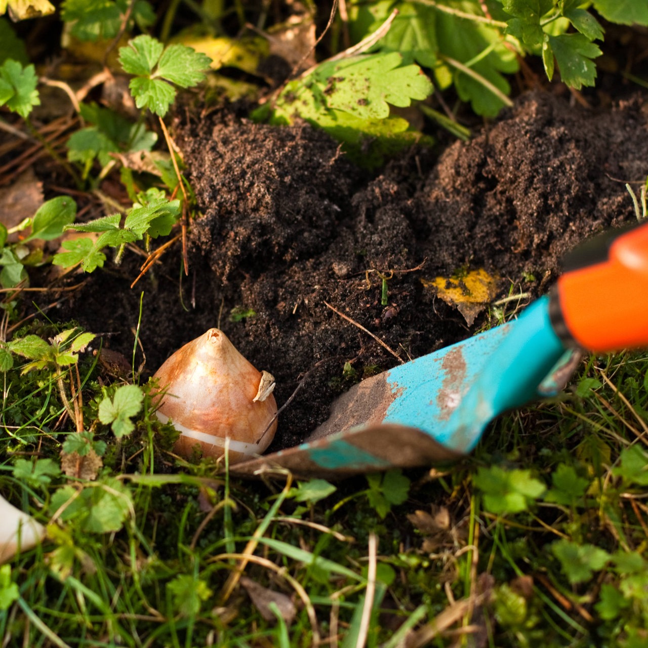 Im Herbst werden jetzt Tulpenzwiebeln gepflanzt 