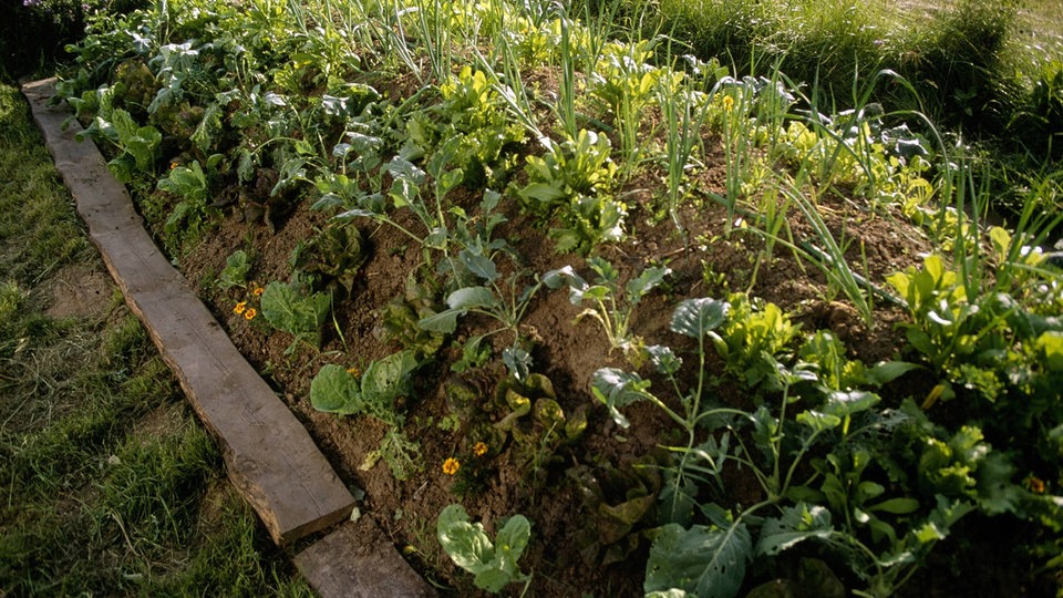 Hügelbeet