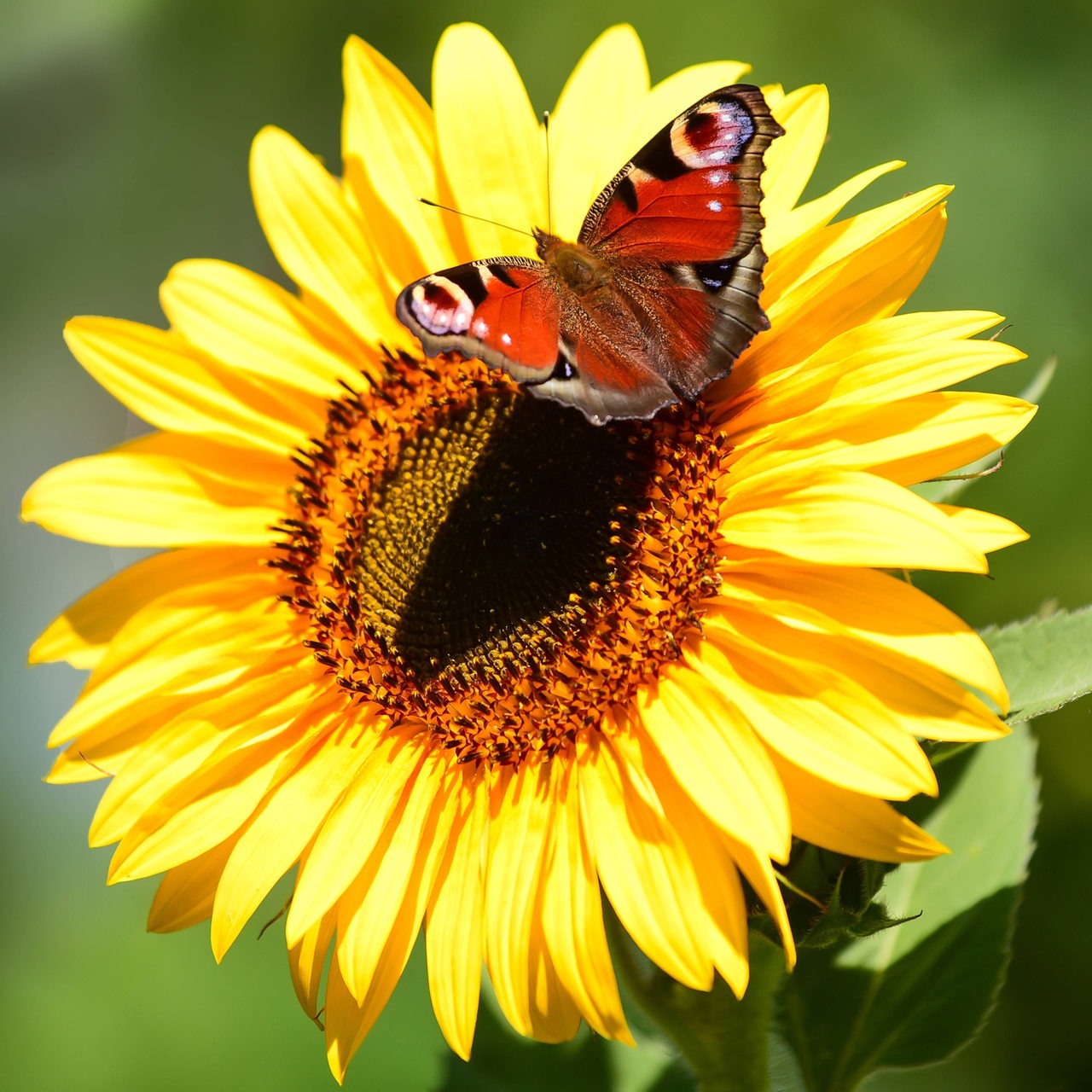 Sonnenblume mit Schmetterling