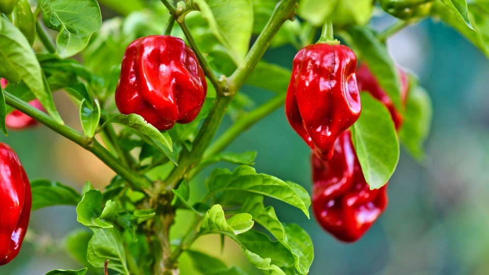 Chili-Pflanze