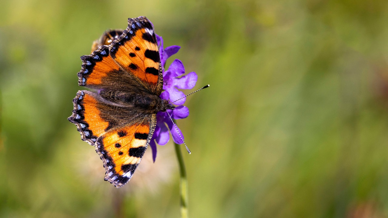 Kleiner Fuchs Schmetterling