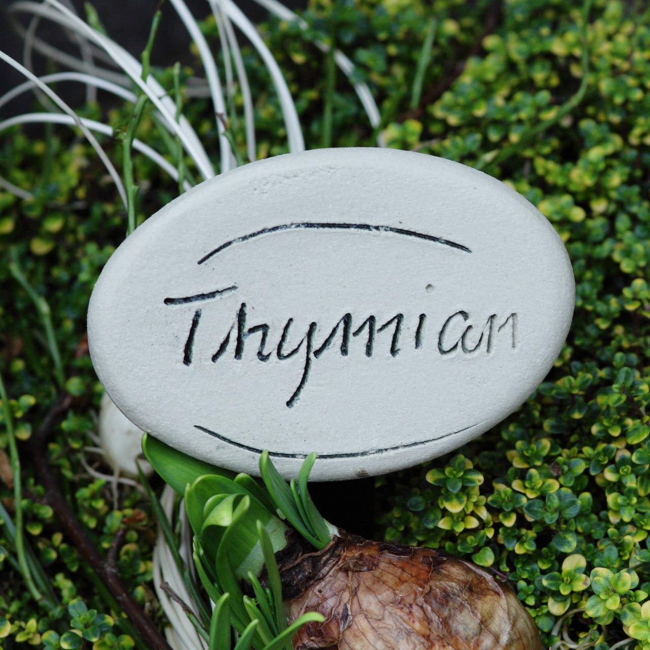 Thymian-Pflanzenschild