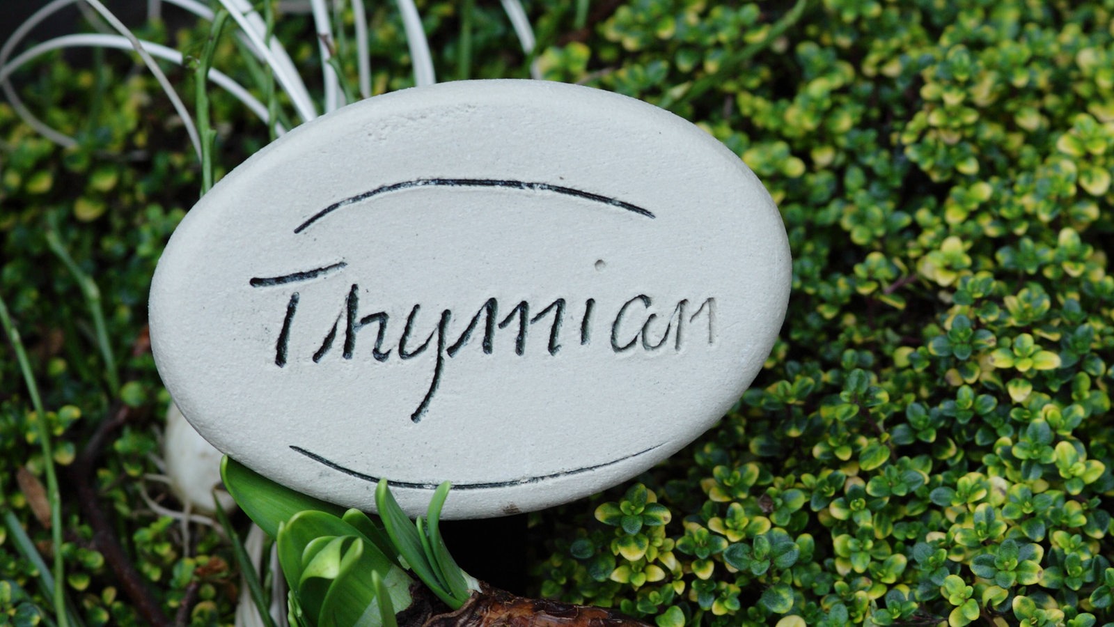 Thymian-Pflanzenschild