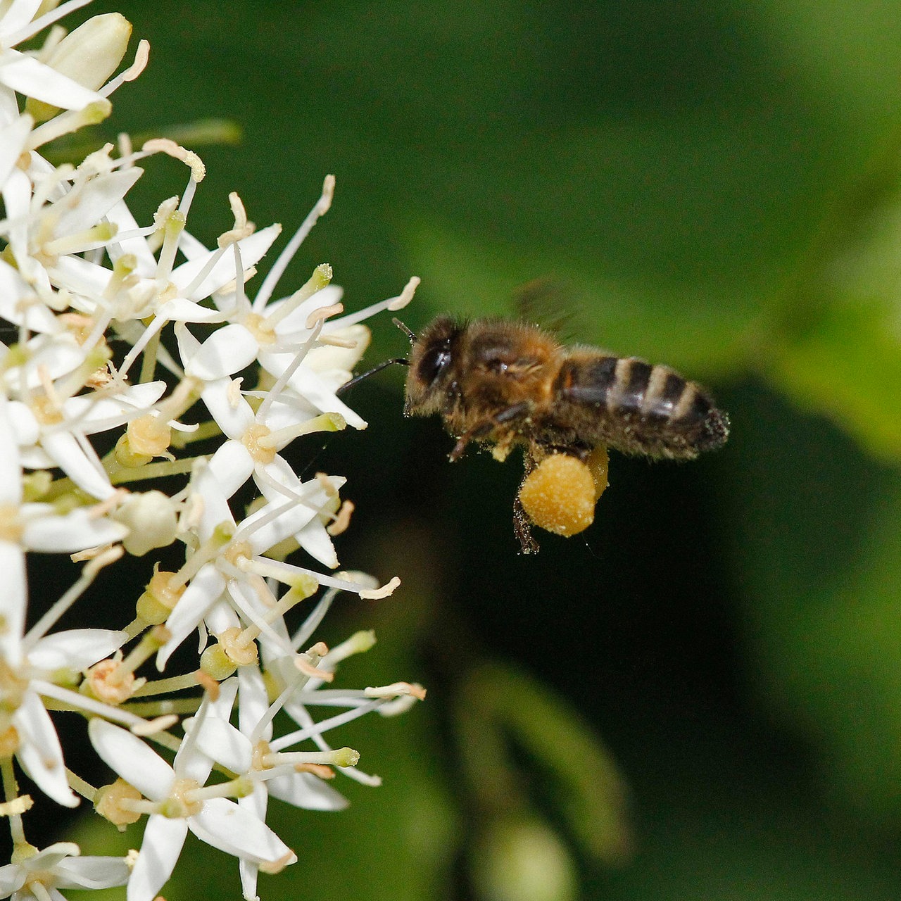 Eine Biene fliegt eine Blüte an