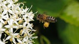 Eine Biene fliegt eine Blüte an