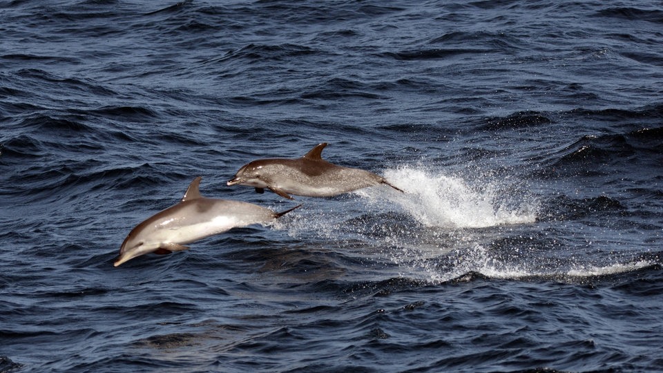 zwei Delphine springen im Wasser  