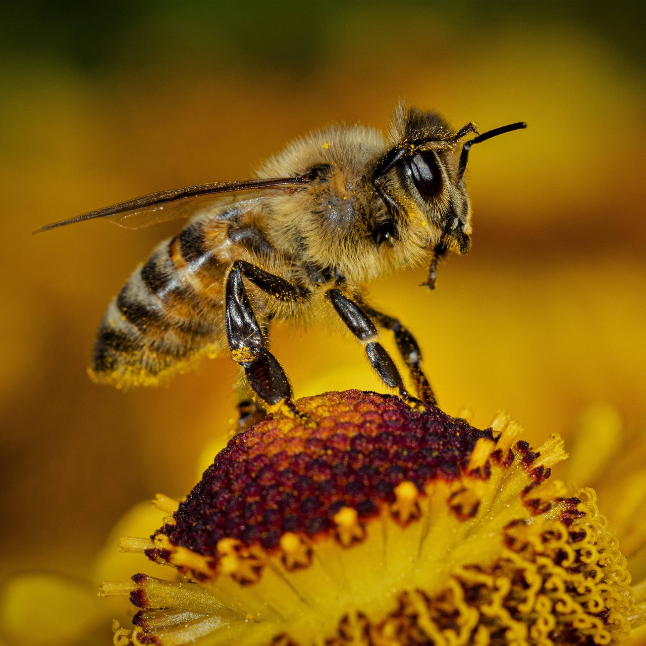 Eine Honigbiene auf einer Blüte