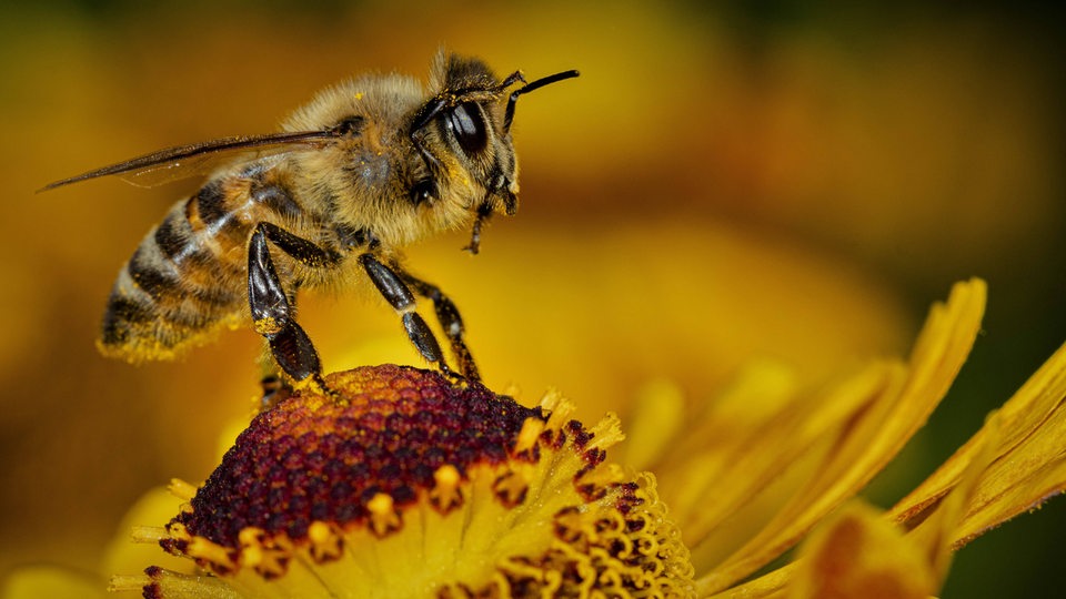 Eine Honigbiene auf einer Blüte