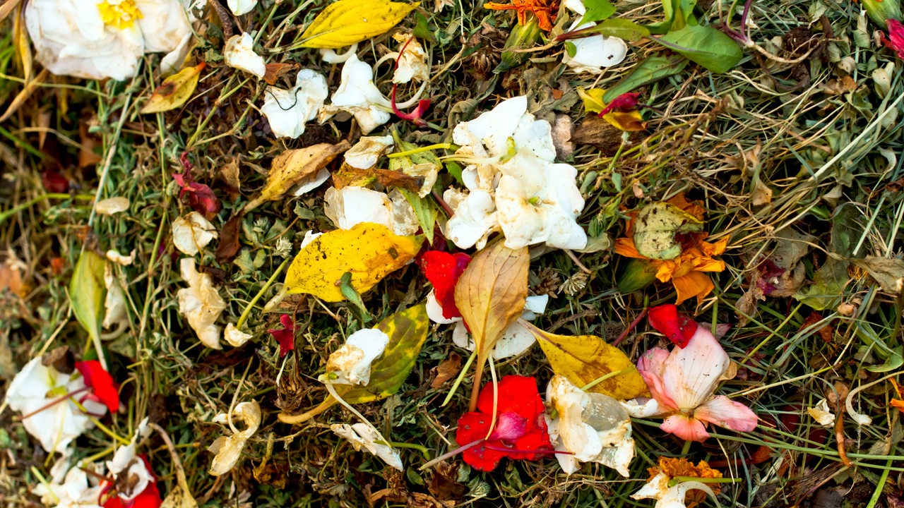 Ein Haufen Blütenblätter und anderer Gartenabfall.