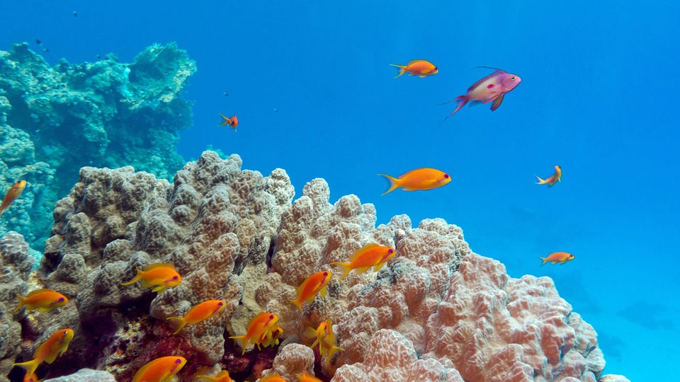 Ein Korallenriff mit bunten Fischen und blauem Hintergrund