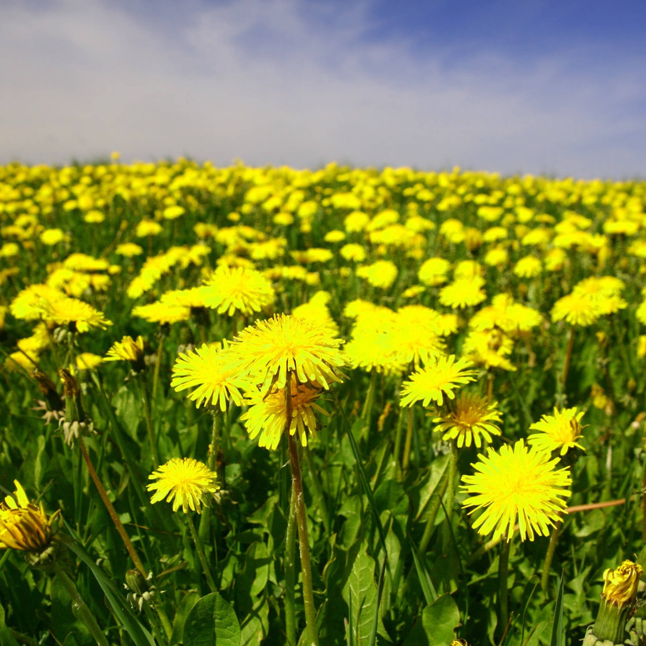 Ein Feld mit vielen Löwenzahn-Blumen