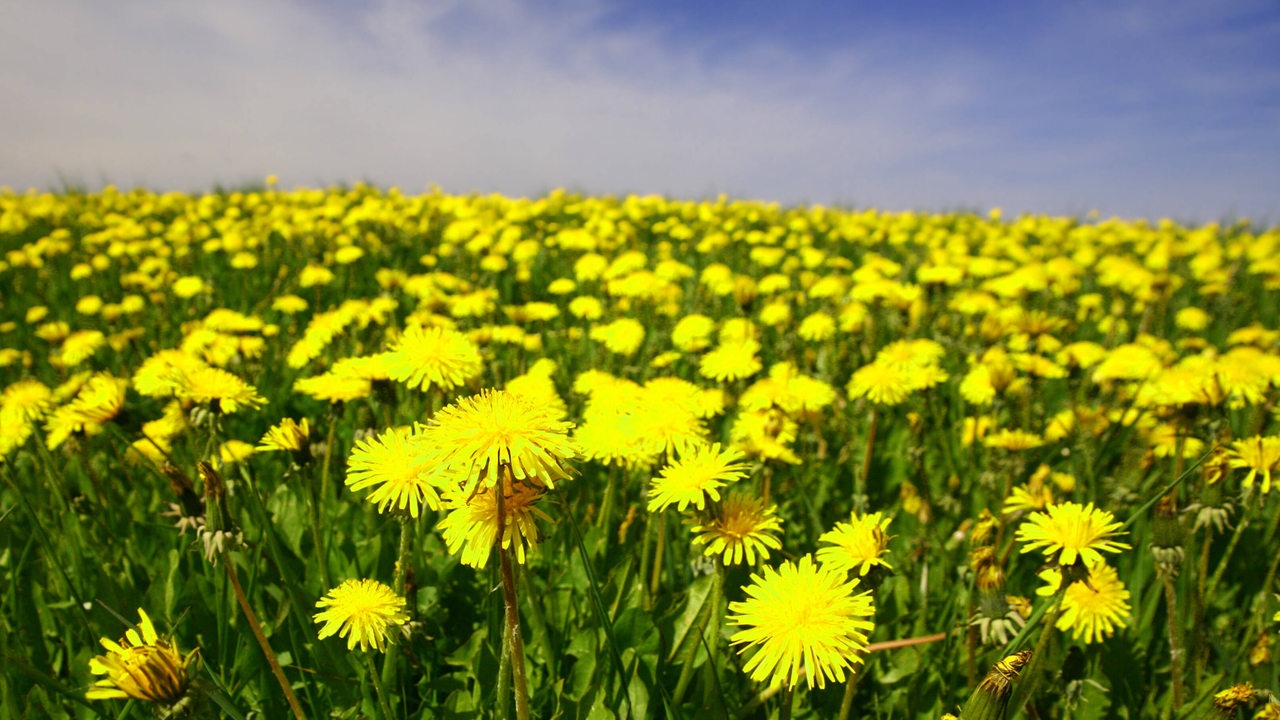 Ein Feld mit vielen Löwenzahn-Blumen