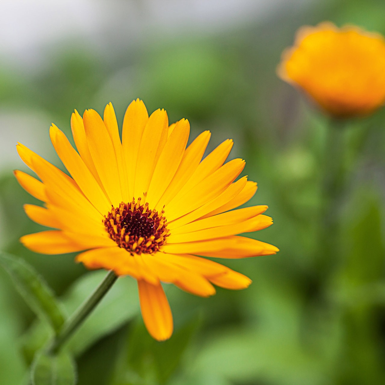 Ringelblume im Garten