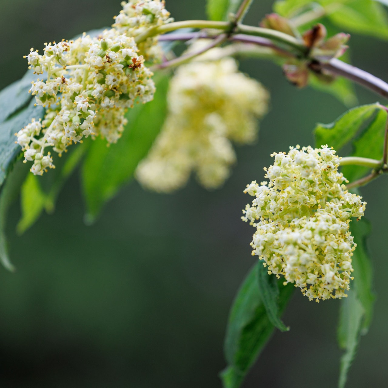 Ansicht der Blüten einer sambucus nigra Pflanze