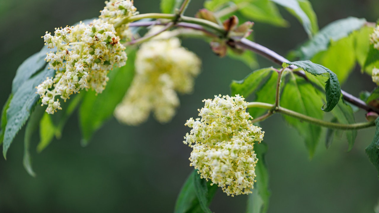 Ansicht der Blüten einer sambucus nigra Pflanze