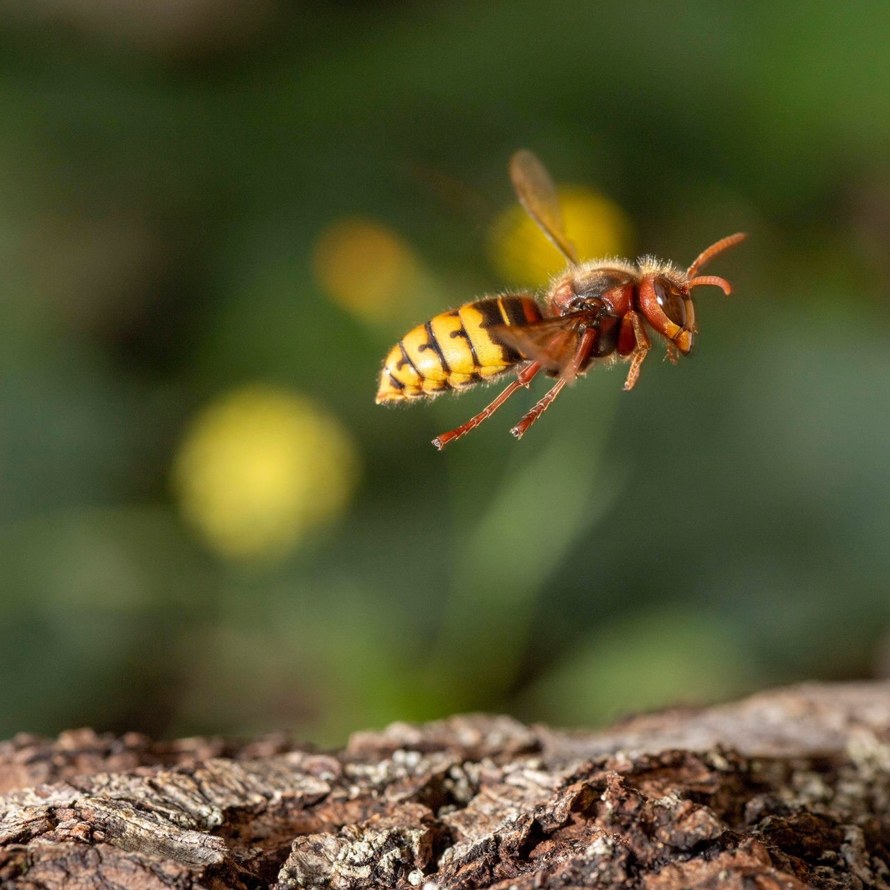 Eine fliegende Wespe