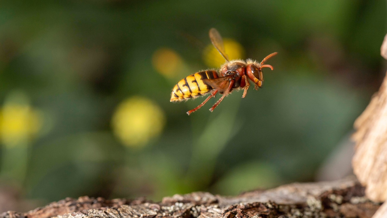 Eine fliegende Wespe