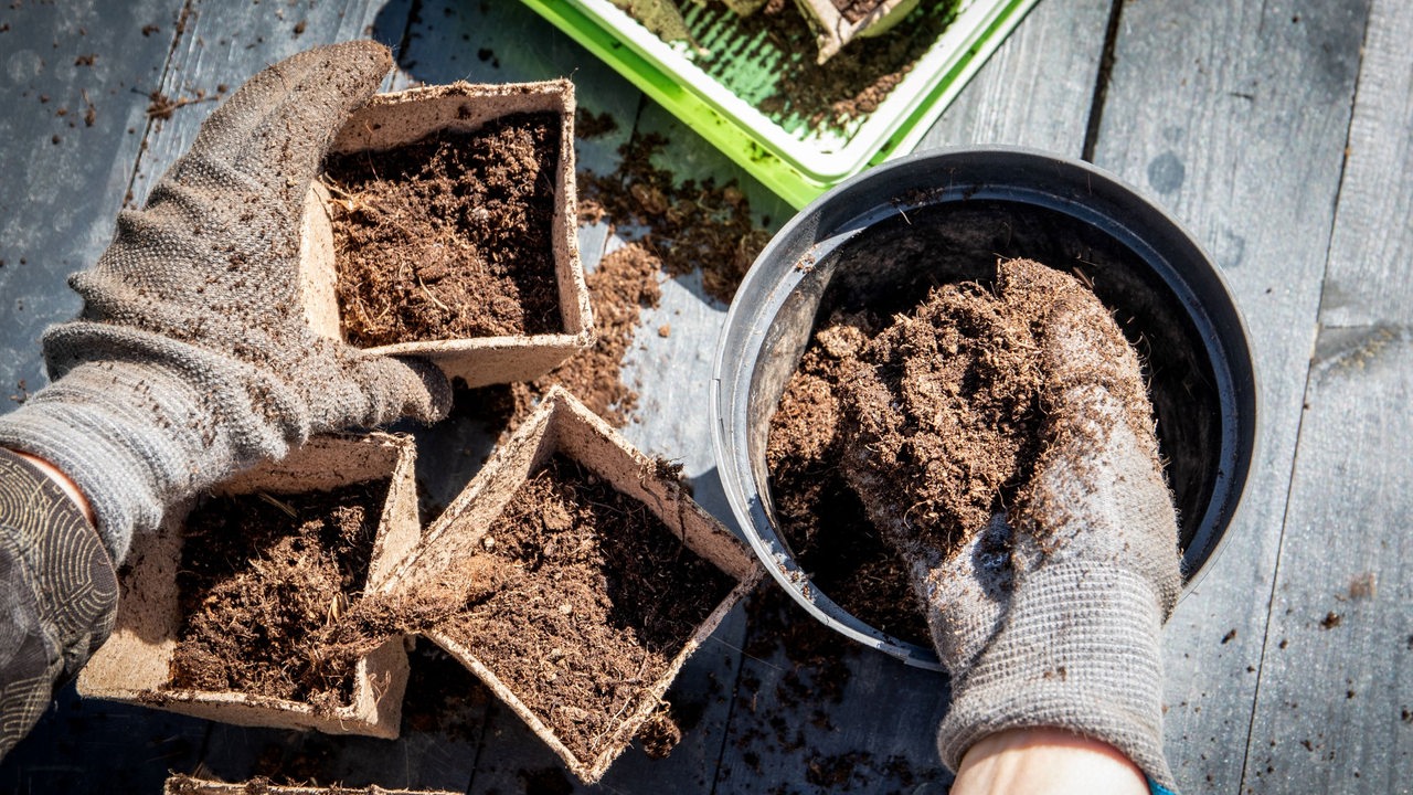 Gartenarbeit mit Handschuhen, Hände wühlen in Erde und packen sie in eine Schachtel 