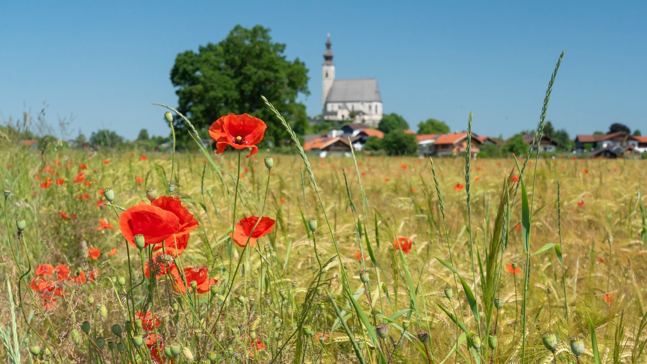 Ein Getreidefeld mit Mohnblumen vor der Kirche Maria Himmelfahrt.