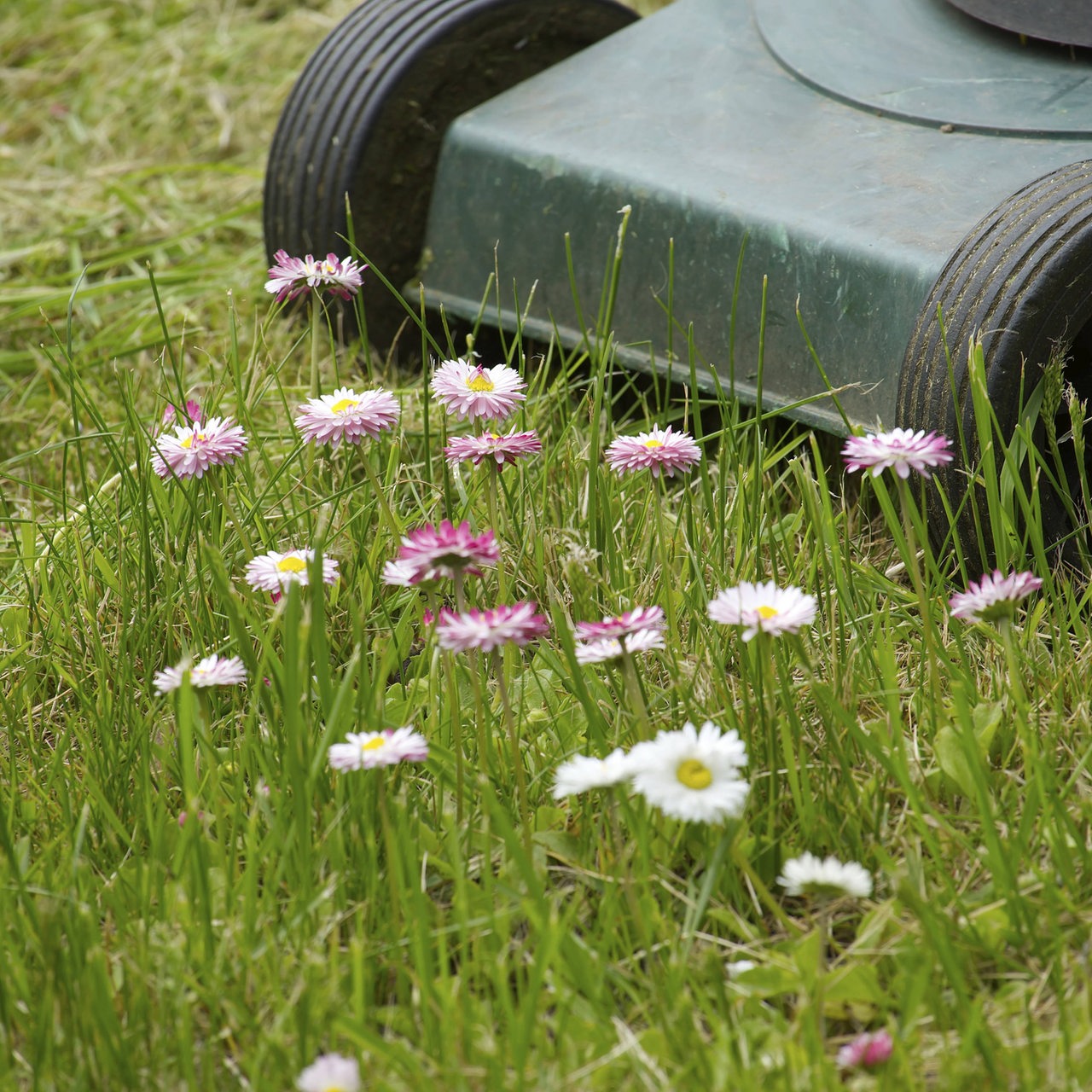 Ein Rasenmäher auf einer Wiese mit Blumen