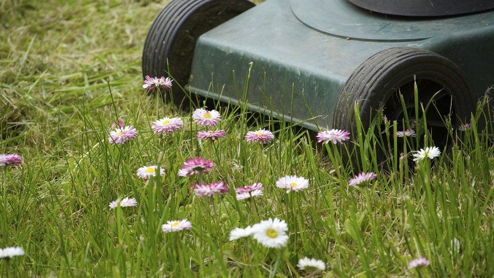 Ein Rasenmäher auf einer Wiese mit Blumen