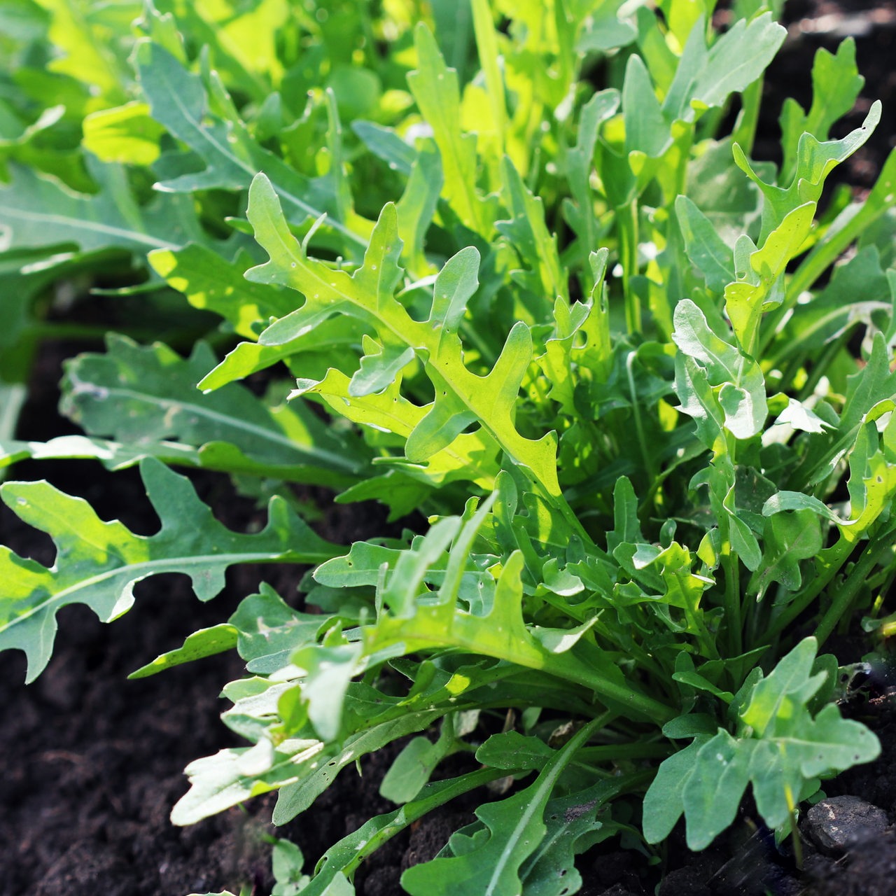 Rucola 