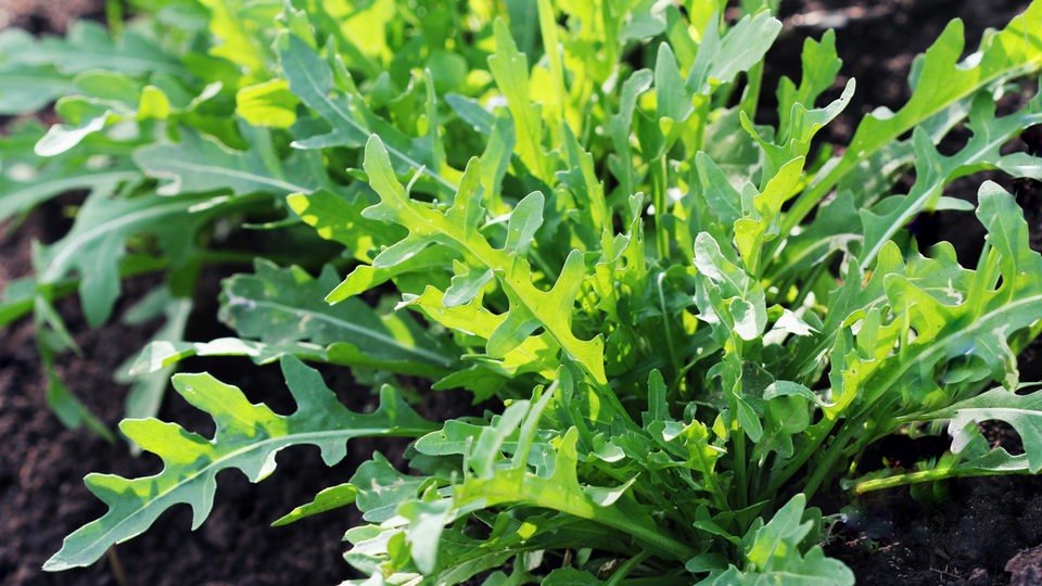 Rucola 