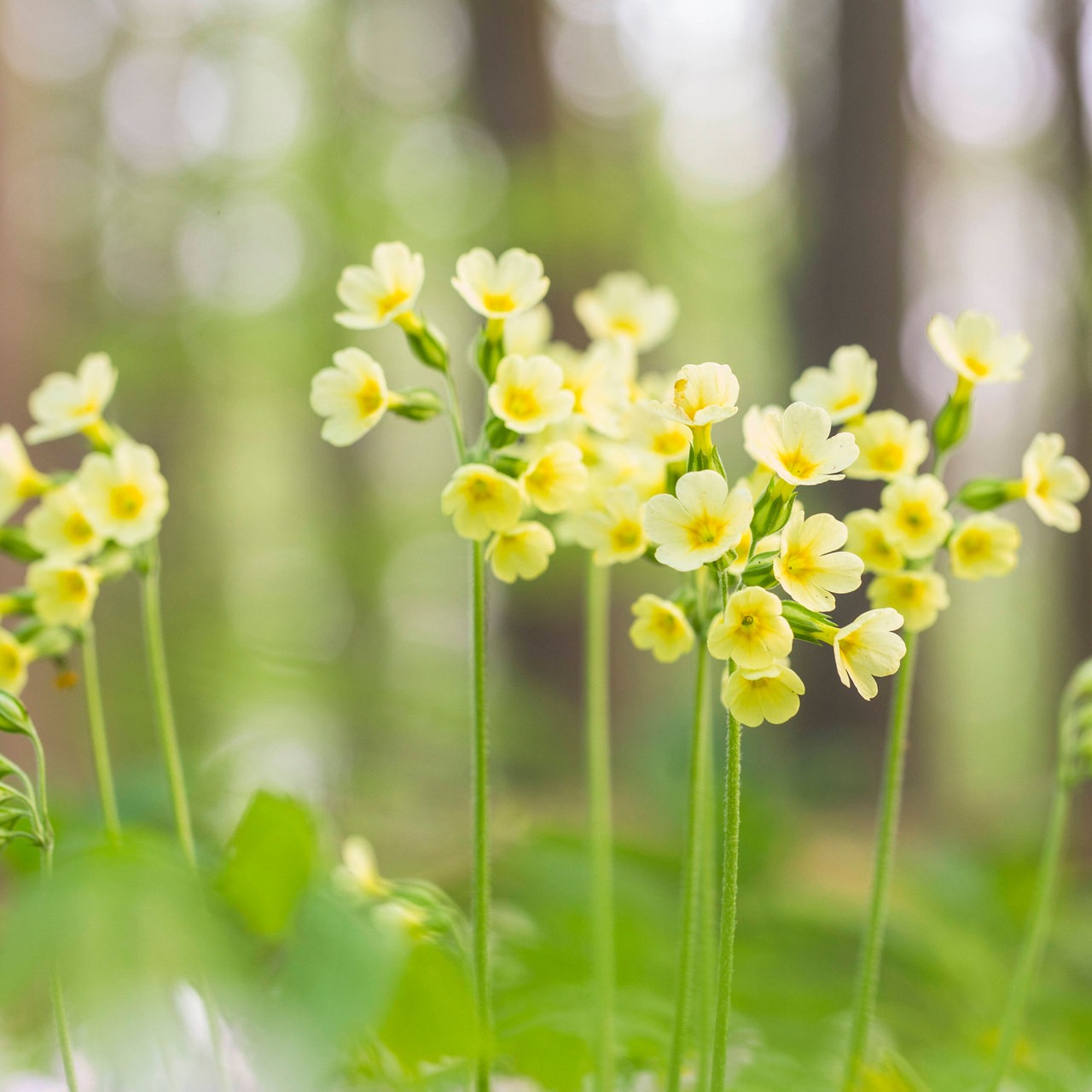 Schlüsselblumen