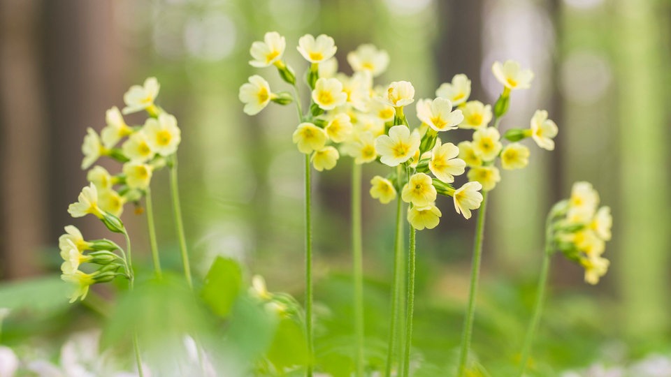 Schlüsselblumen