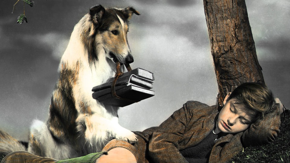 Filmszene aus "Lassie come home"