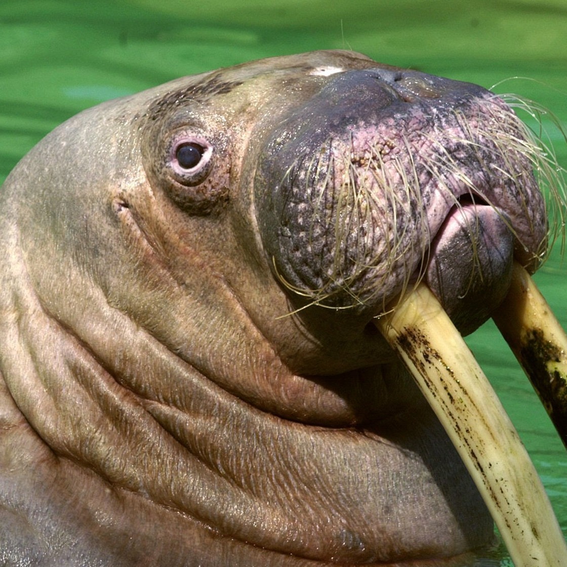 Träge blickt Walross Antje am 16.7.2003 aus ihrem Becken im Hamburger Tierpark Hagenbeck.