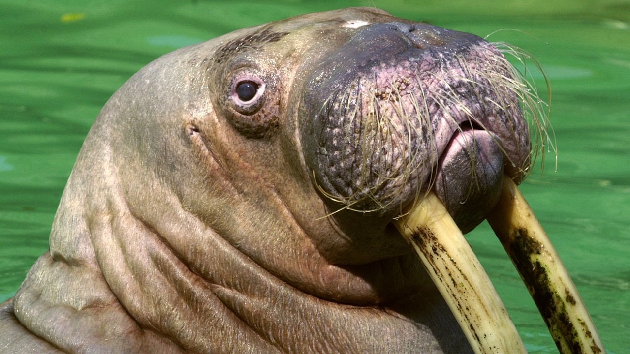Träge blickt Walross Antje am 16.7.2003 aus ihrem Becken im Hamburger Tierpark Hagenbeck.