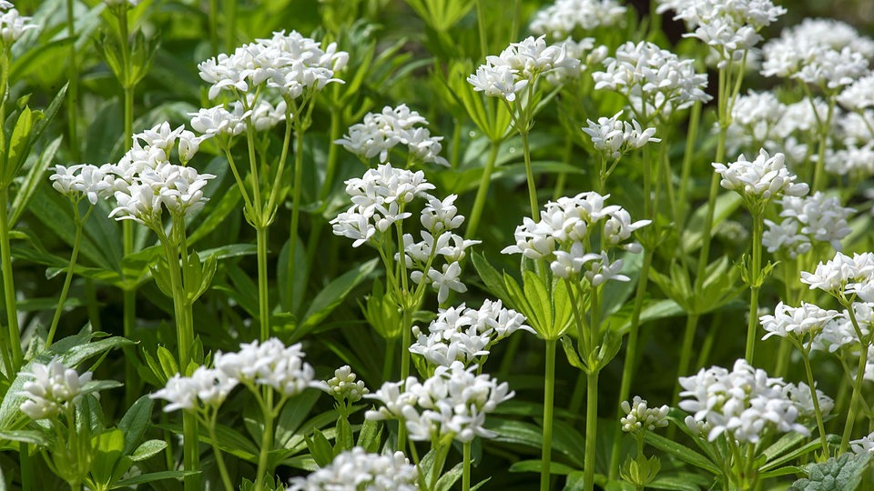 Die Pflanze Waldmeister in voller weißer Blühte