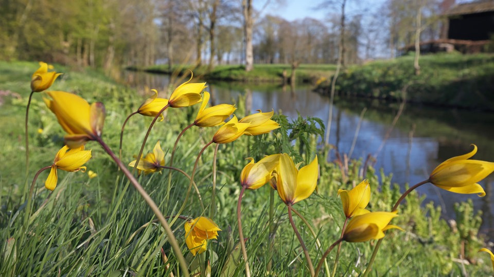 Wilde Tulpe